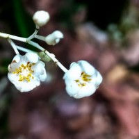 Doona zeylanica Thwaites(Thwaites) P.S.Ashton